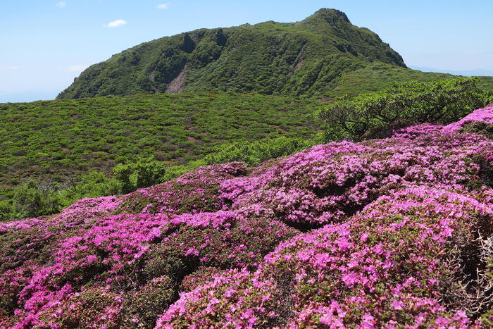 【四季と宿をめぐる旅】大分県〜旅館かくおやとミヤマキリシマのくじゅう連山〜