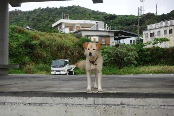 【実録】日本最西端の与那国島を観光！滞在時間は...2時間(笑)！