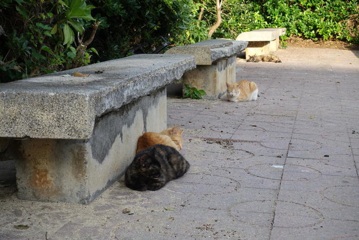 沖縄で出会った島猫たち！スポット別に紹介