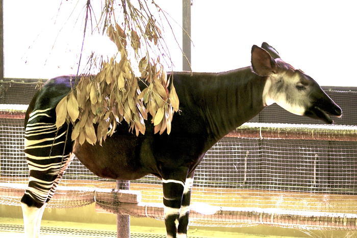 【徹底取材】よこはま動物園ズーラシアの攻略法・アクセス・混雑状況まで！家族サービスにもデートにもおすすめです！