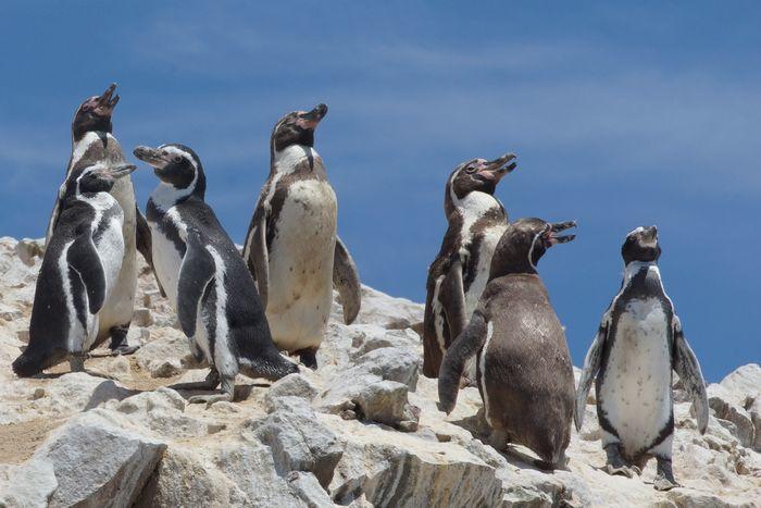 ペルーのリトル・ガラパゴス、パラカスのバジェスタス諸島