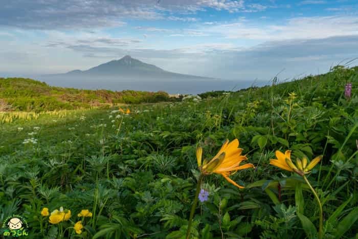 日本最北の離島！礼文島って知ってる？