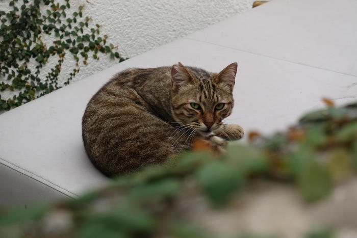 沖縄で出会った島猫たち！スポット別に紹介