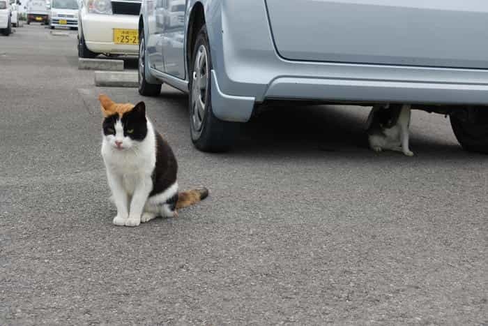 沖縄で出会った島猫たち！スポット別に紹介