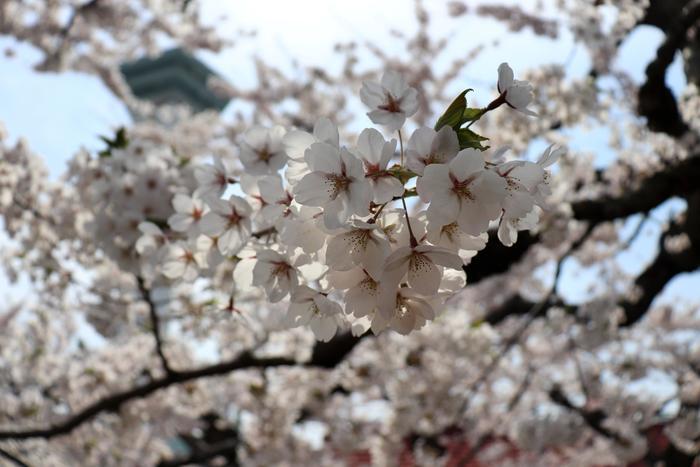 北海道の函館・松前　絶景の桜とお城を求めて＾＾