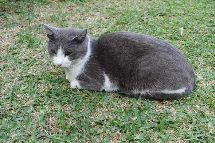 沖縄で出会った島猫たち！スポット別に紹介