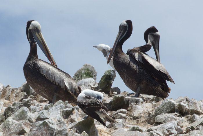 ペルーのリトル・ガラパゴス、パラカスのバジェスタス諸島