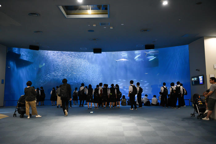 日本最大級の水族館「名古屋港水族館」の見どころを紹介！イルカ・シャチ・ベルーガのショーは必見