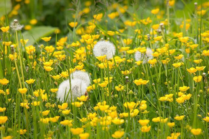 イギリスの季節の花々の織りなす絶景を楽しもう！