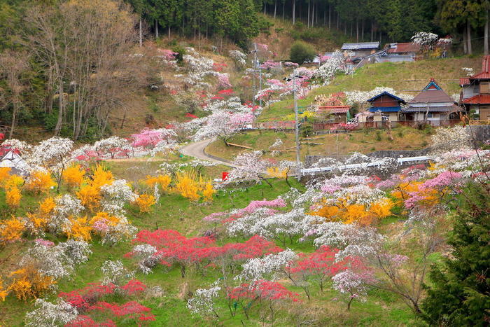 実は自然溢れる土地。豊田が魅せる「花の絶景」BEST5