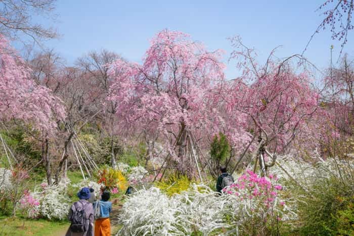 まるで桃源郷！京都の知る人ぞ知る桜の名所「原谷苑」