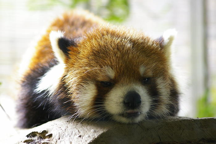 【徹底取材】よこはま動物園ズーラシアの攻略法・アクセス・混雑状況まで!家族サービスにもデートにもおすすめです!