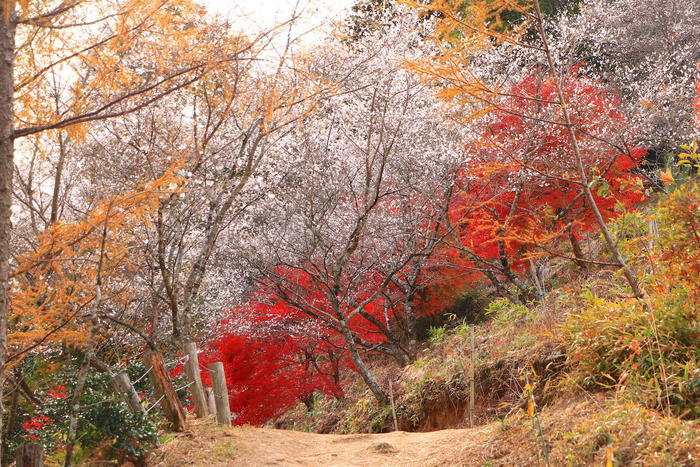 実は自然溢れる土地。豊田が魅せる「花の絶景」BEST5