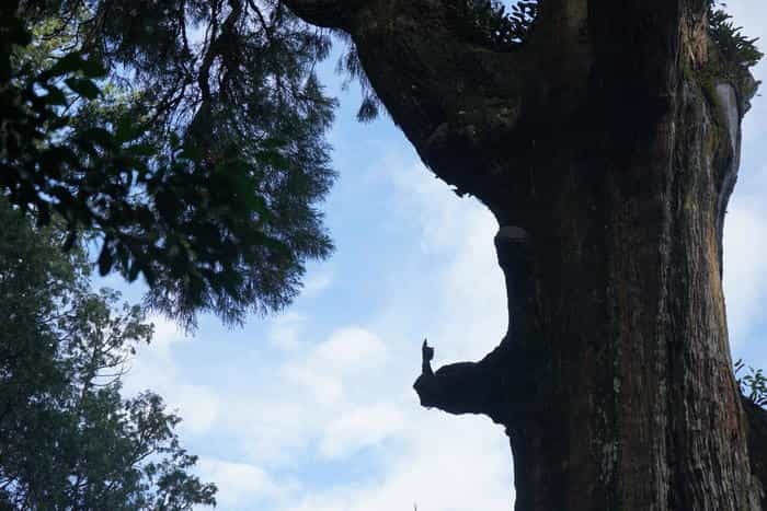 鹿児島の観光地・霧島神宮のパワースポットを調査！ご利益・お守り・見どころを解説