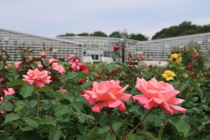 秋バラが見頃！バラの名所「東京都立神代植物公園」に行こう