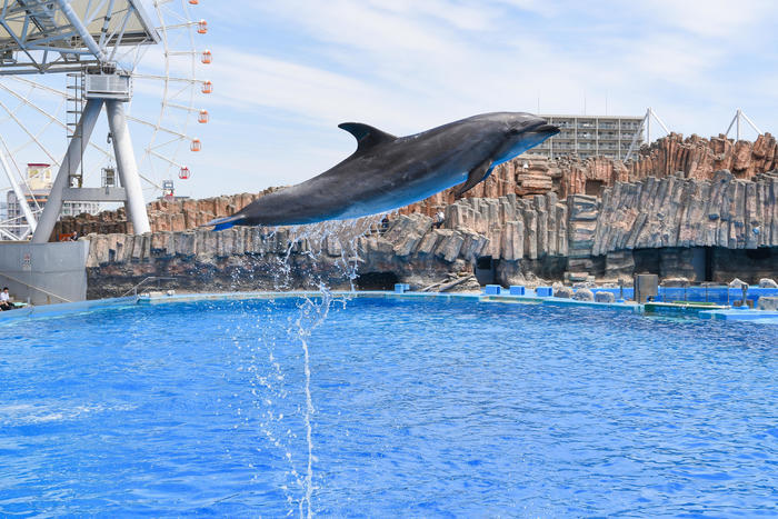 日本最大級の水族館「名古屋港水族館」の見どころを紹介！イルカ・シャチ・ベルーガのショーは必見