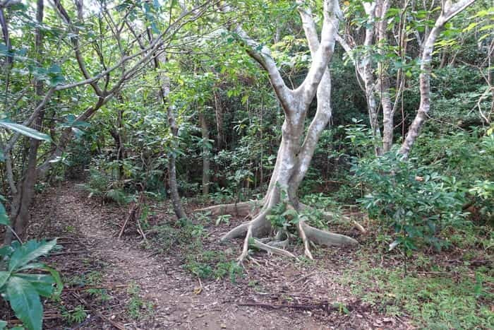 絶景が広がる石垣島の野底マーペー