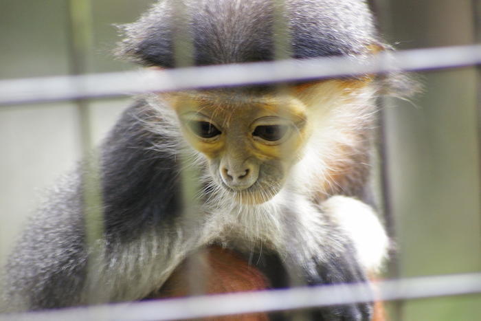 【徹底取材】よこはま動物園ズーラシアの攻略法・アクセス・混雑状況まで!家族サービスにもデートにもおすすめです!