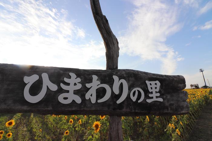 大地が黄色く輝く絶景　北竜町のひまわり畑！