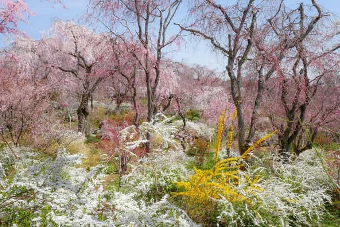 まるで桃源郷！京都の知る人ぞ知る桜の名所「原谷苑」