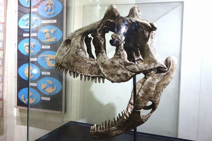 【ペルー】リマ自然史博物館と、史上最も重い動物「ペルセトゥス・コロッスス」の化石