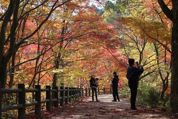 絵画の中にまぎれ込む、圧巻の紅葉【神戸市立森林植物園】