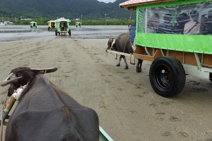 沖縄で出会った島猫たち！スポット別に紹介