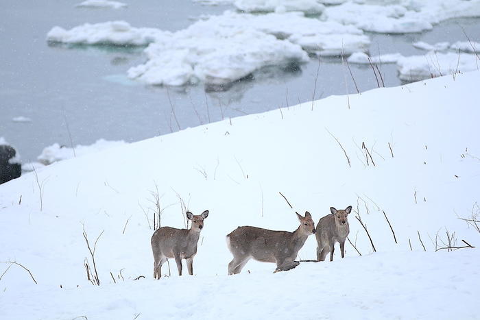 【四季と宿をめぐる旅】北海道〜北こぶし知床ホテル＆リゾートと 流氷〜