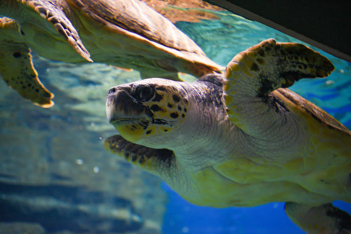 日本最大級の水族館「名古屋港水族館」の見どころを紹介！イルカ・シャチ・ベルーガのショーは必見