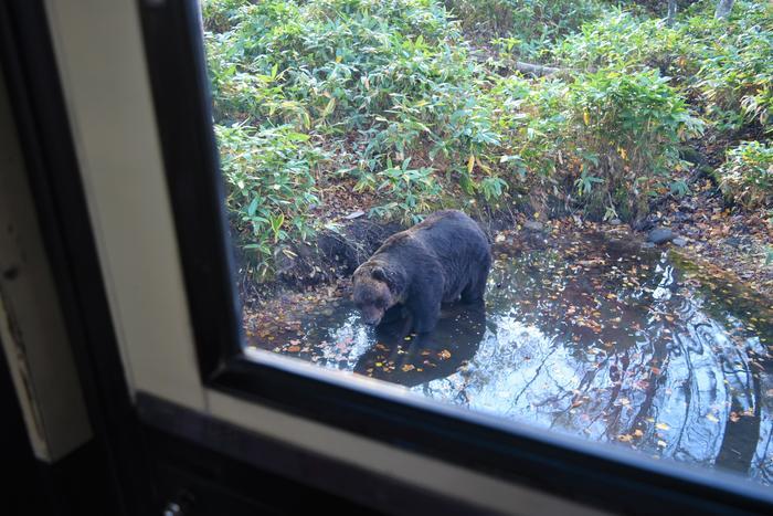 巨体がうごめく国内唯一のヒグマ専門パーク！サホロ ベア・マウンテン