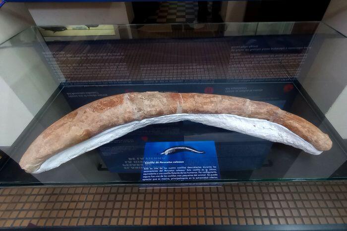 【ペルー】リマ自然史博物館と、史上最も重い動物「ペルセトゥス・コロッスス」の化石