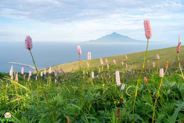 絶景の連続！北海道礼文島でトレッキングを楽しもう！～桃岩展望台コース編～