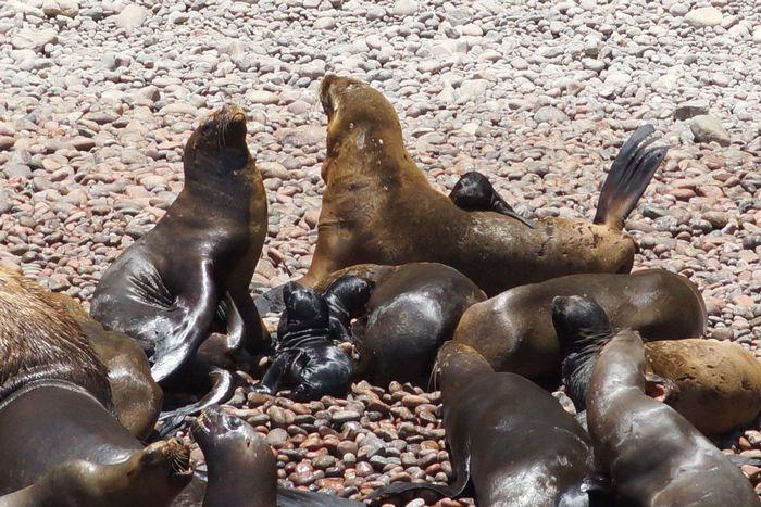 ペルーのリトル・ガラパゴス、パラカスのバジェスタス諸島