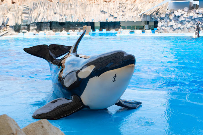 日本最大級の水族館「名古屋港水族館」の見どころを紹介！イルカ・シャチ・ベルーガのショーは必見