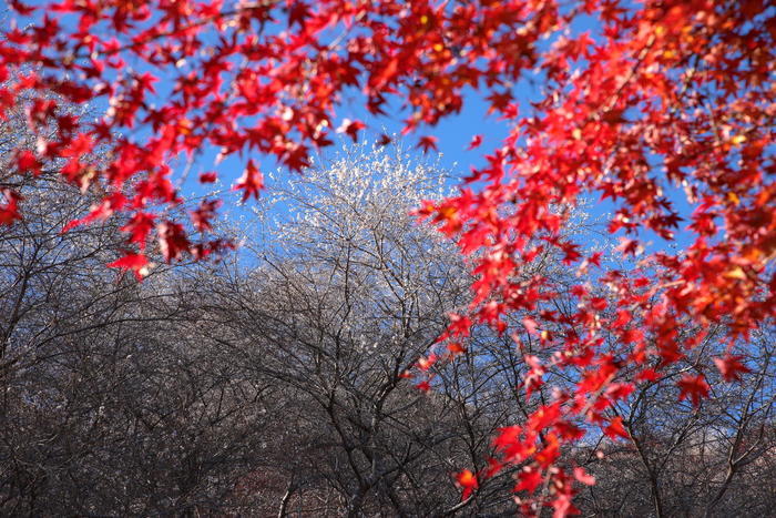 【四季と宿をめぐる旅】愛知県〜みのや旅館と四季桜〜