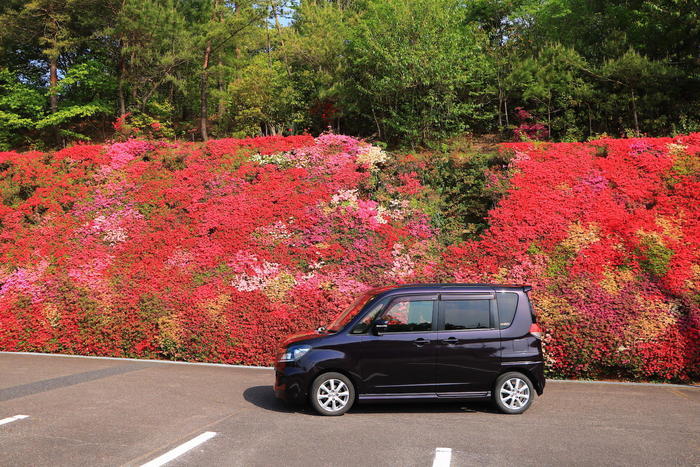 実は自然溢れる土地。豊田が魅せる「花の絶景」BEST5