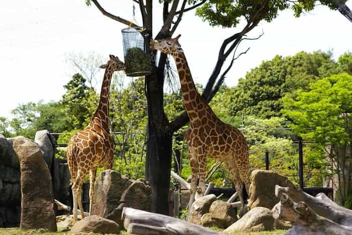 【徹底取材】よこはま動物園ズーラシアの攻略法・アクセス・混雑状況まで！家族サービスにもデートにもおすすめです！