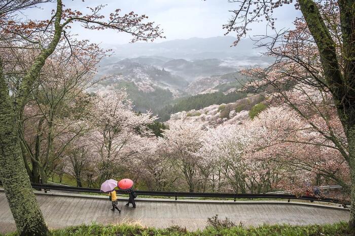 【私の好きな日本遺産】奈良県「吉野」は、自然と人の共生を垣間見られる奥大和の原風景