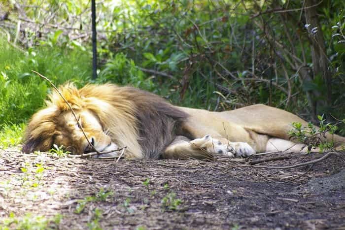 【徹底取材】よこはま動物園ズーラシアの攻略法・アクセス・混雑状況まで！家族サービスにもデートにもおすすめです！