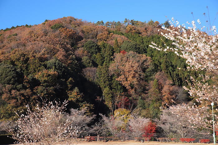 【四季と宿をめぐる旅】愛知県〜みのや旅館と四季桜〜