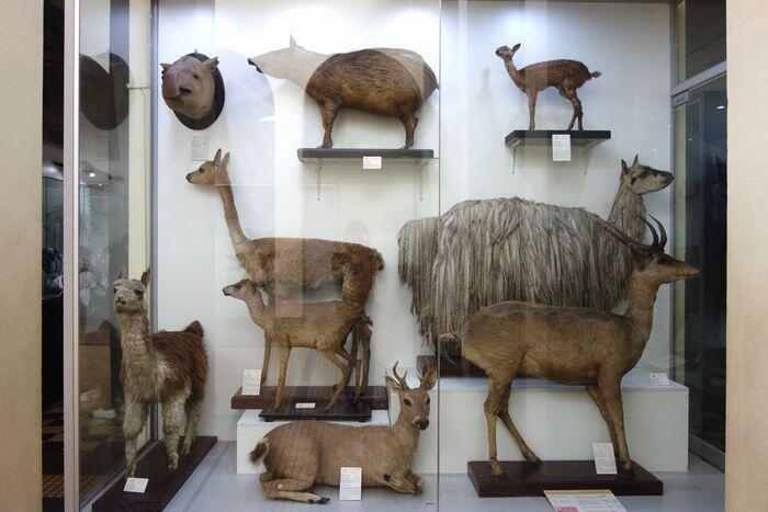 【ペルー】リマ自然史博物館と、史上最も重い動物「ペルセトゥス・コロッスス」の化石