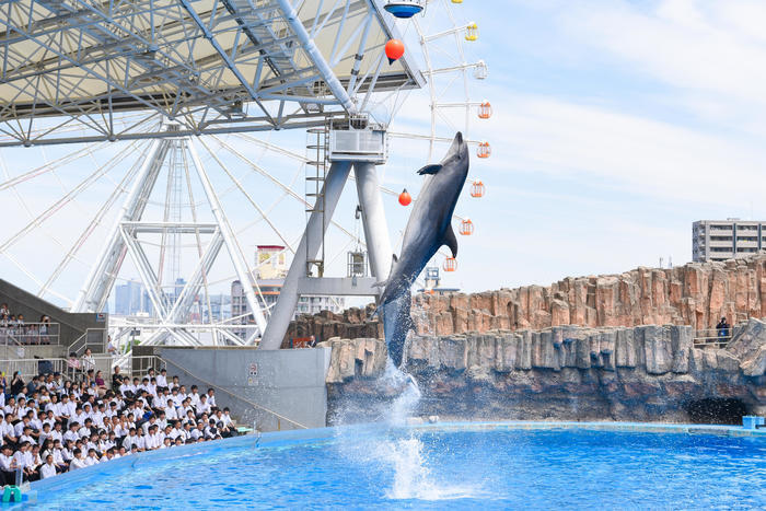 日本最大級の水族館「名古屋港水族館」の見どころを紹介！イルカ・シャチ・ベルーガのショーは必見