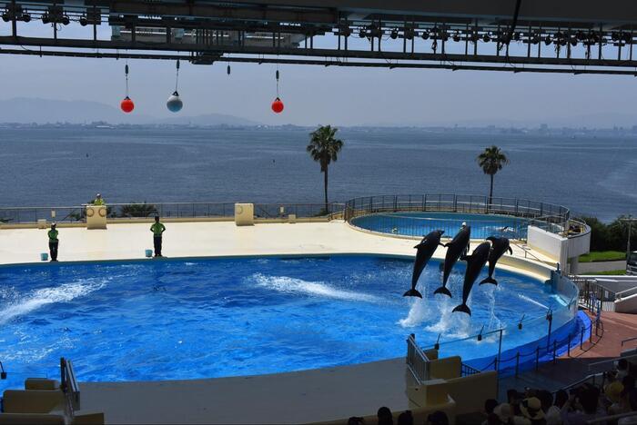 マリンワールド海の中道の完全ガイド！ラッコやイルカに会いに行こう