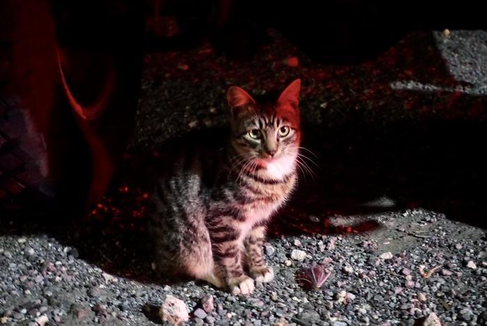 沖縄で出会った島猫たち！スポット別に紹介