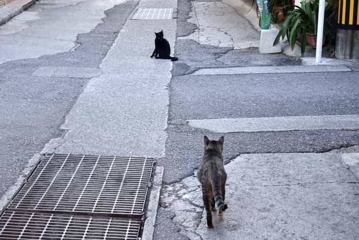 沖縄で出会った島猫たち！スポット別に紹介