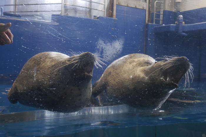 【石川県】リニューアルした「のとじま水族館」の見どころをまとめました！