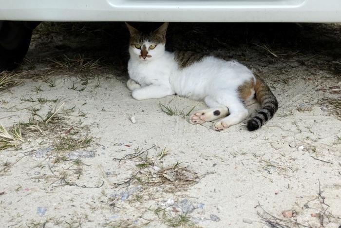 沖縄で出会った島猫たち！スポット別に紹介