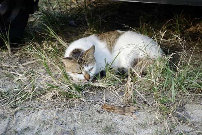 沖縄で出会った島猫たち！スポット別に紹介