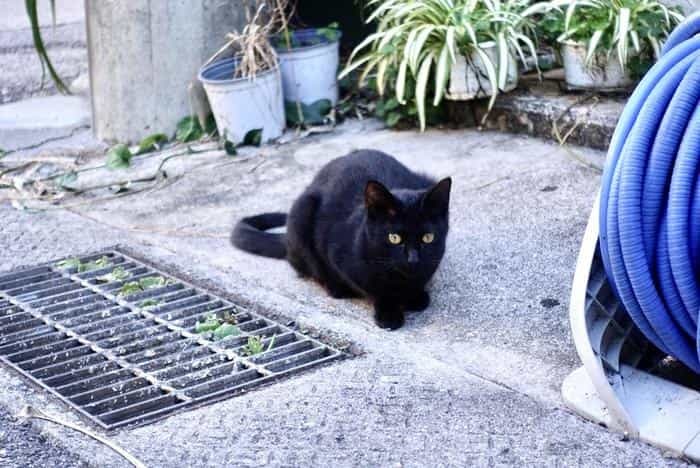 沖縄で出会った島猫たち！スポット別に紹介