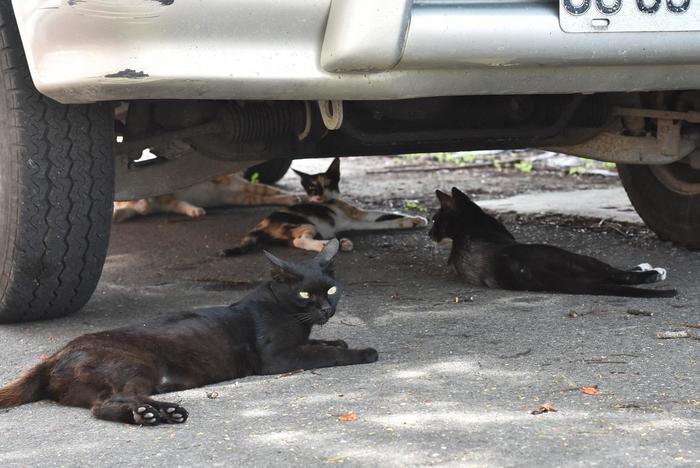 台南ディープ散歩！猫好きの間で知られる小さな猫の村